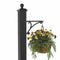 Whitehall Balmoral Plant Hanger with Plant - Black - 16244