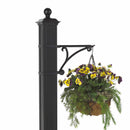 Whitehall Balmoral Plant Hanger with Plant - Black - 16244